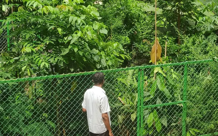 Mini-forêt Miyawaki dense neuf mois après sa plantation