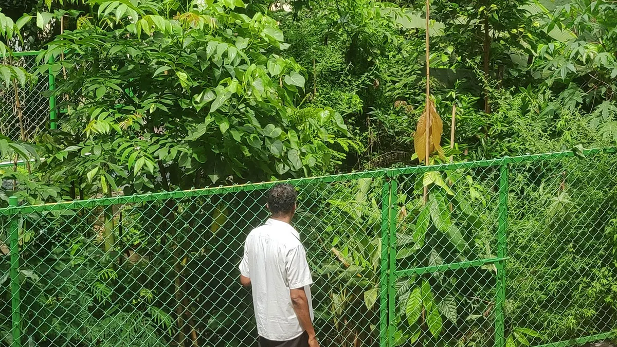 Mini-forêt Miyawaki dense neuf mois après sa plantation